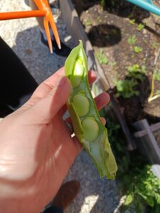 Lire la suite à propos de l’article Récolte printanière de légumes
