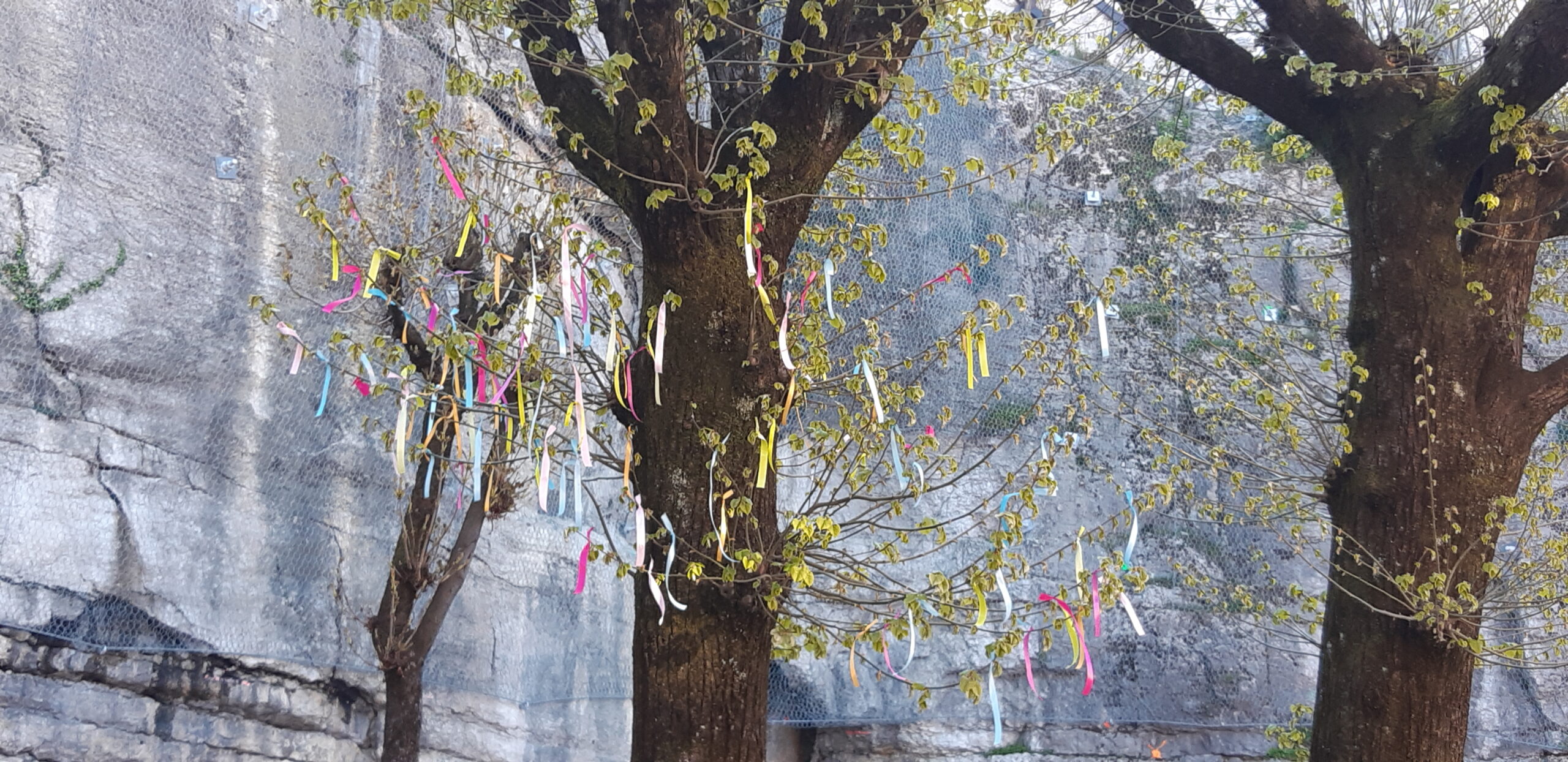 You are currently viewing Carême 2026 : L&rsquo;arbre des efforts a bien « fleuri »